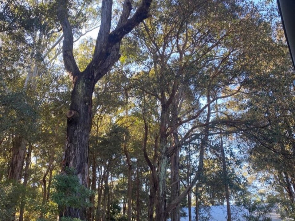 Mature trees in a Inverclyde parkland setting due for routine re-inspection