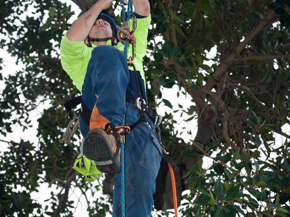 Qualified arborist working in a mature tree during an Enviro Trees UK survey in Inverclyde